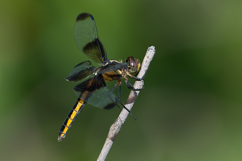 Widow Skimmer